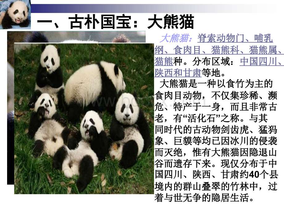 中国十种濒临灭绝的动物优质PPT.ppt_第2页