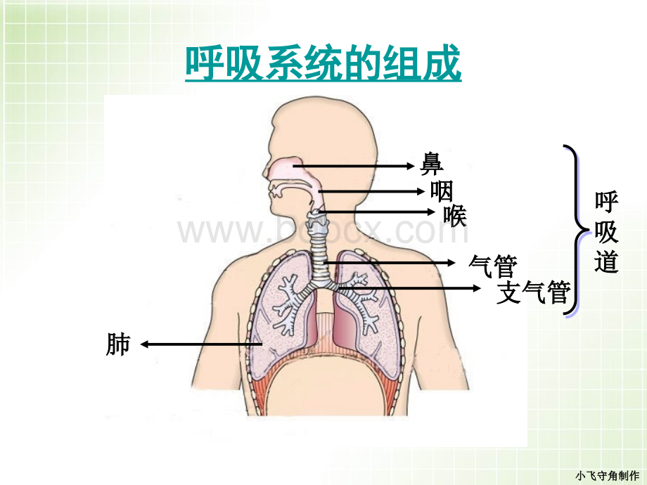 呼吸道与肺的功能.ppt_第3页