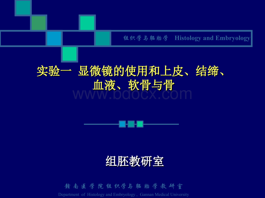 上皮、结缔、血液、软骨与骨、肌实验PPT格式课件下载.ppt