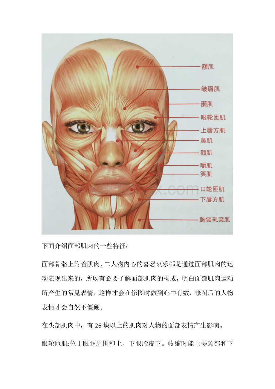 后期理论课程：人物面部结构.docx_第3页