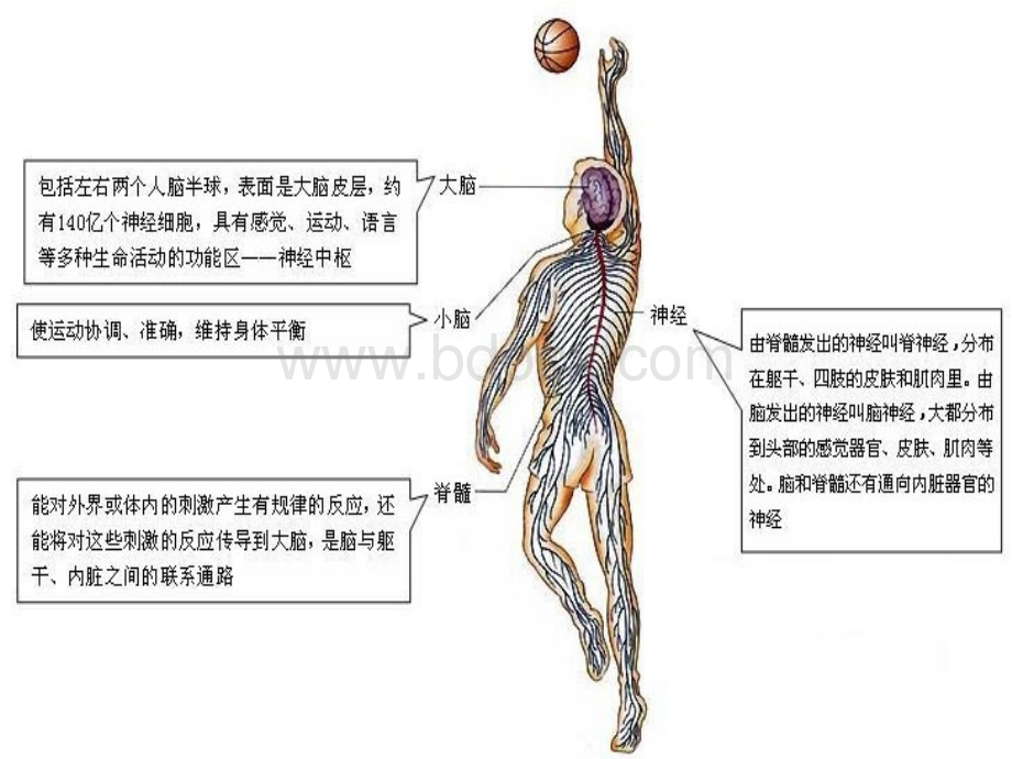 人体的自我调节.ppt_第2页