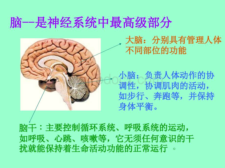 人体的自我调节.ppt_第3页