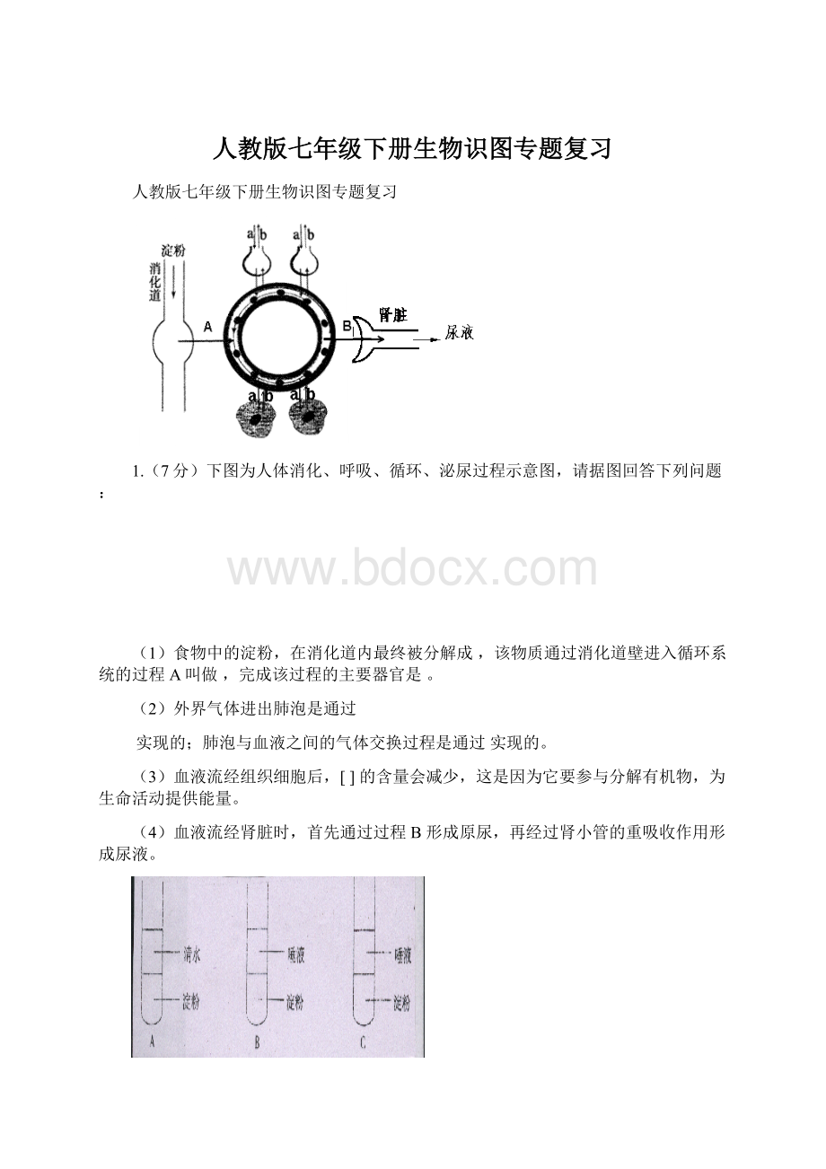 人教版七年级下册生物识图专题复习Word文档格式.docx