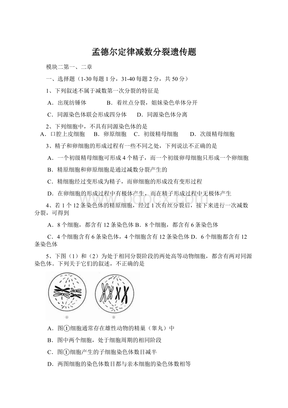 孟德尔定律减数分裂遗传题Word文件下载.docx