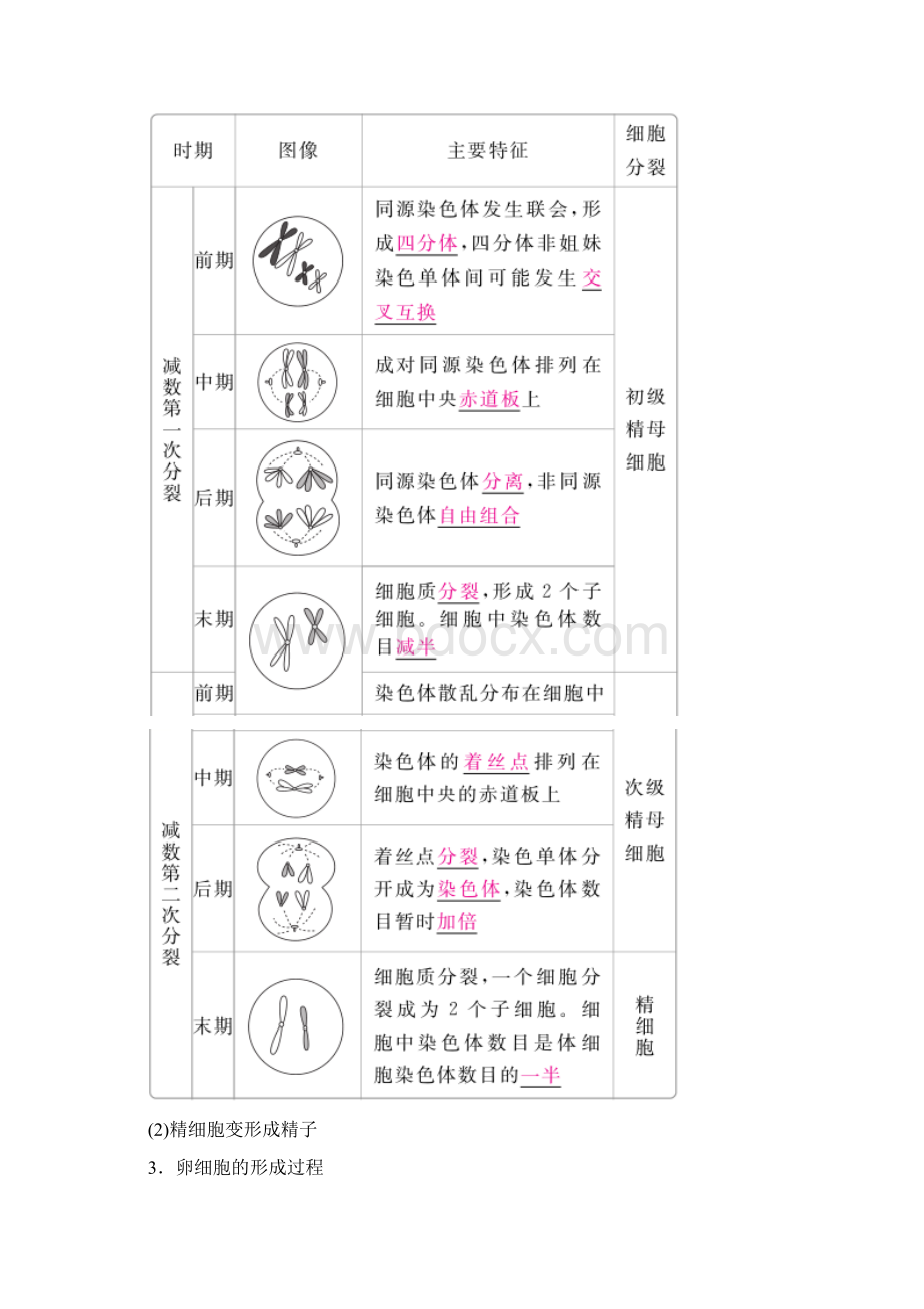 届高考生物一轮复习第13讲减数分裂和受精作用培优学案文档格式.docx_第3页