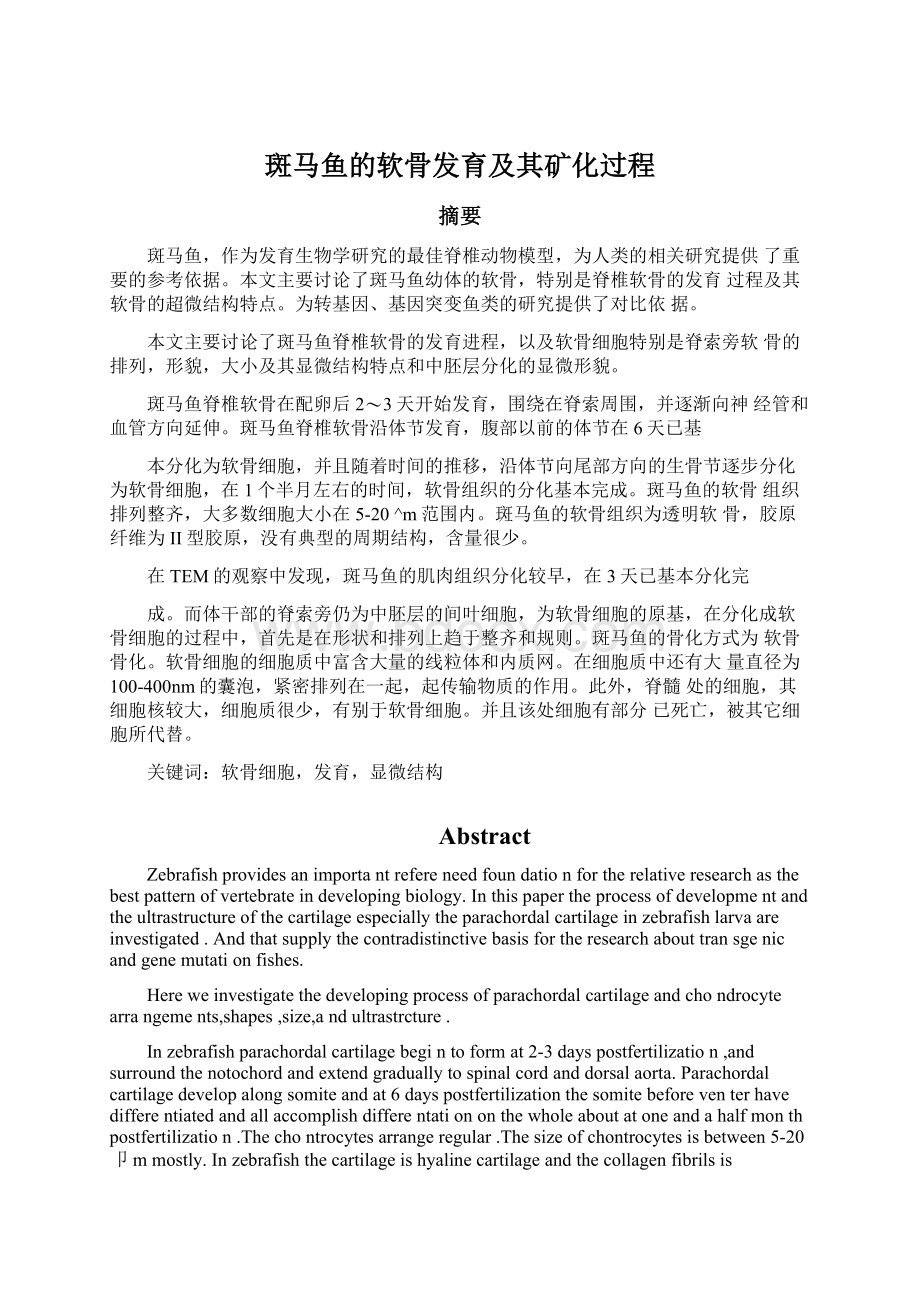 斑马鱼的软骨发育及其矿化过程.docx