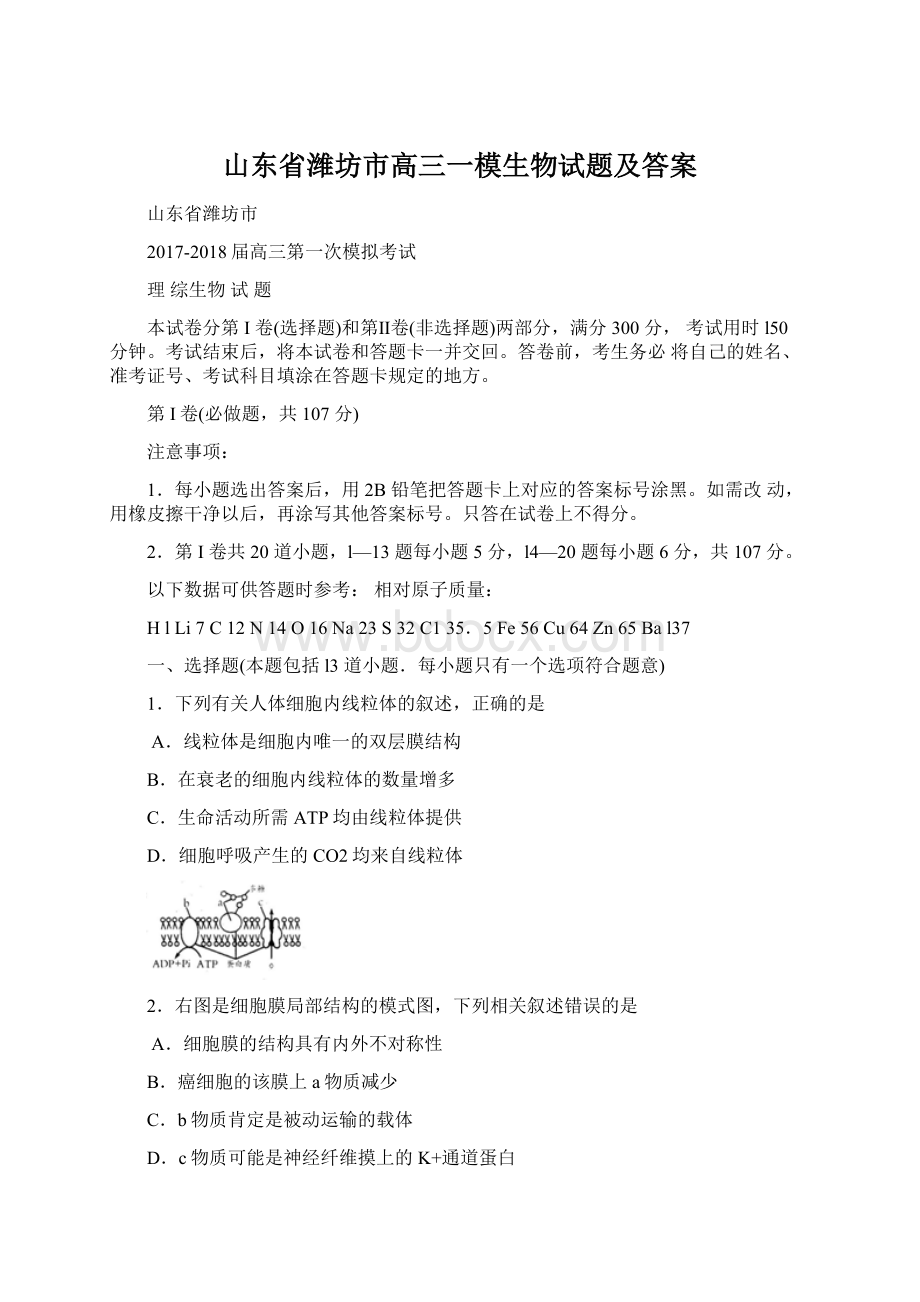 山东省潍坊市高三一模生物试题及答案.docx