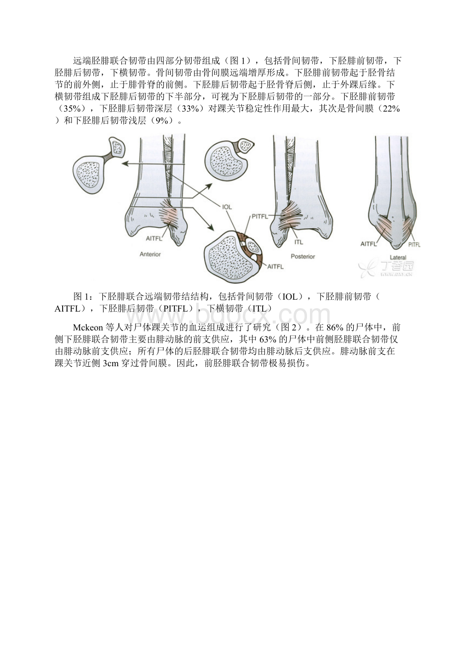 踝关节下胫腓联合韧带损伤Word文件下载.docx_第2页