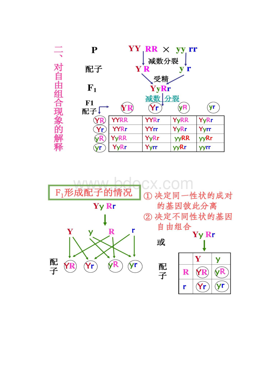 基因的自由组合定律一轮复习Word文件下载.docx_第2页