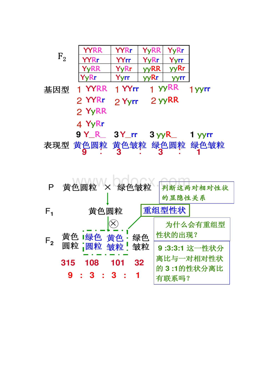 基因的自由组合定律一轮复习Word文件下载.docx_第3页