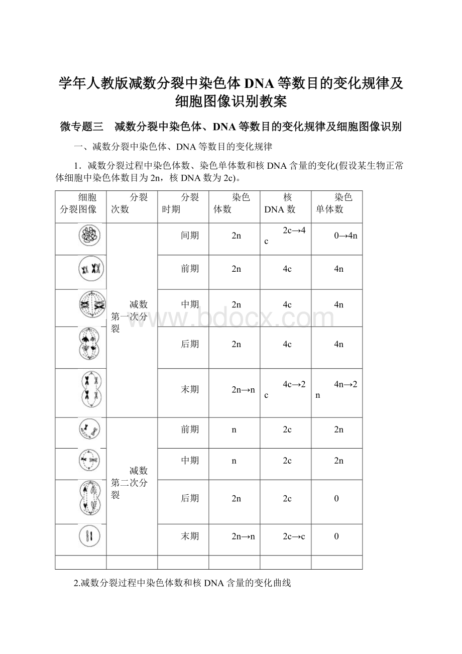 学年人教版减数分裂中染色体DNA等数目的变化规律及细胞图像识别教案文档格式.docx_第1页