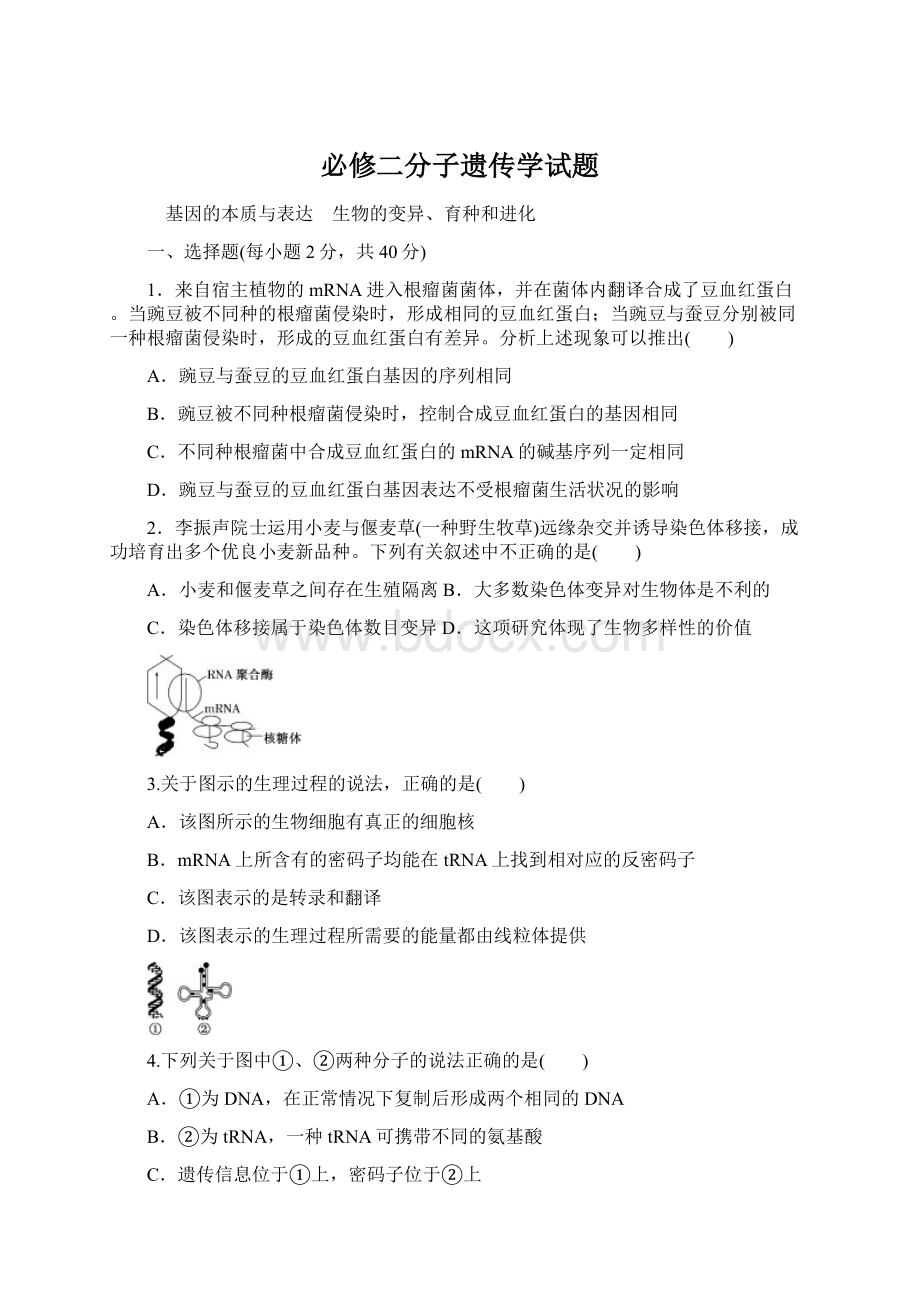 必修二分子遗传学试题Word文件下载.docx_第1页