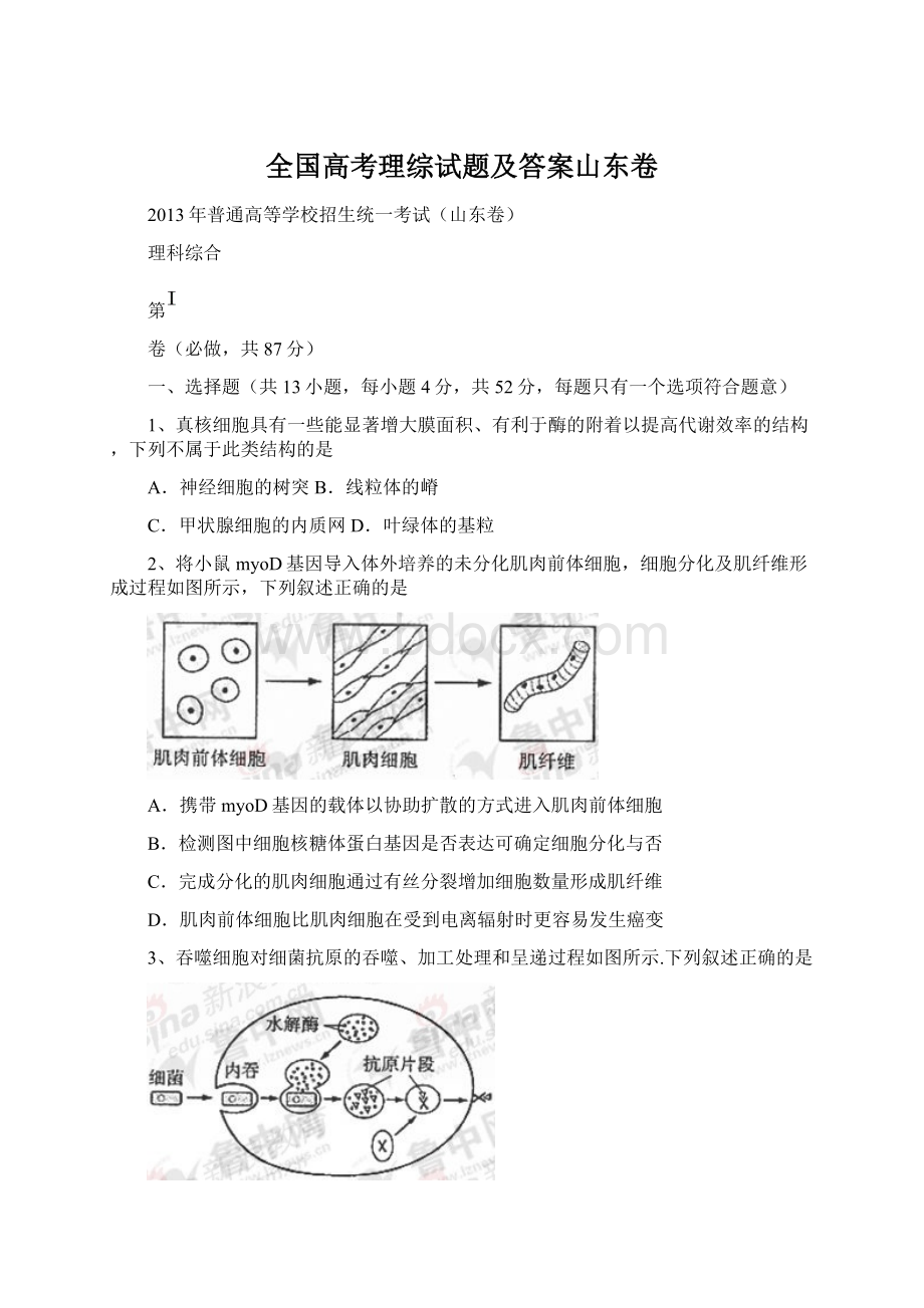 全国高考理综试题及答案山东卷Word格式.docx