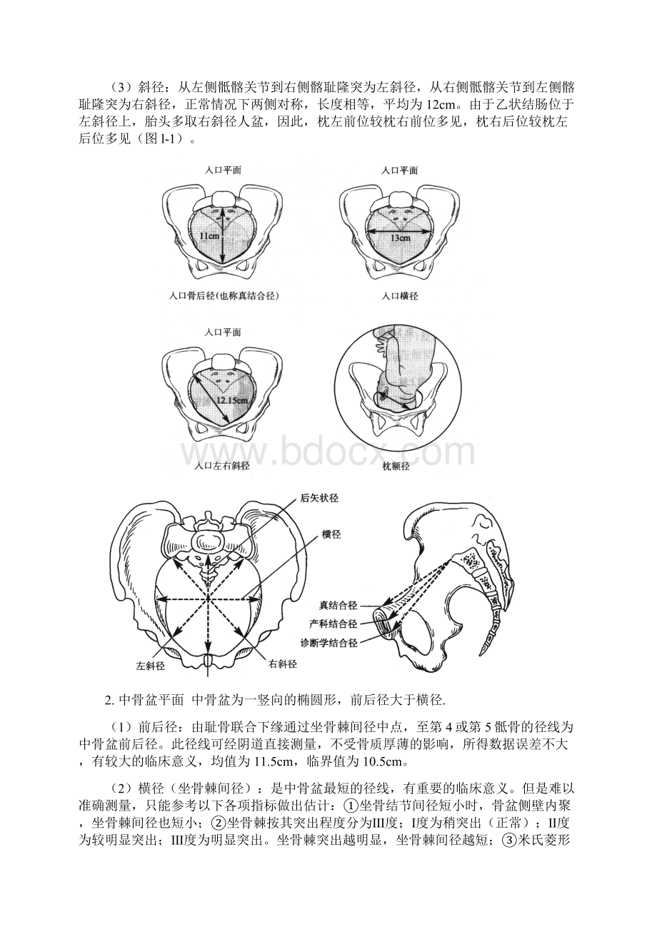 女性骨盆.docx_第2页