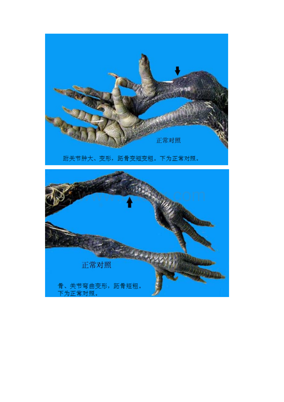 饲料级硫酸锰的特性生物学效价生产工艺供应商的评价及采购品控关键点Word格式.docx_第3页