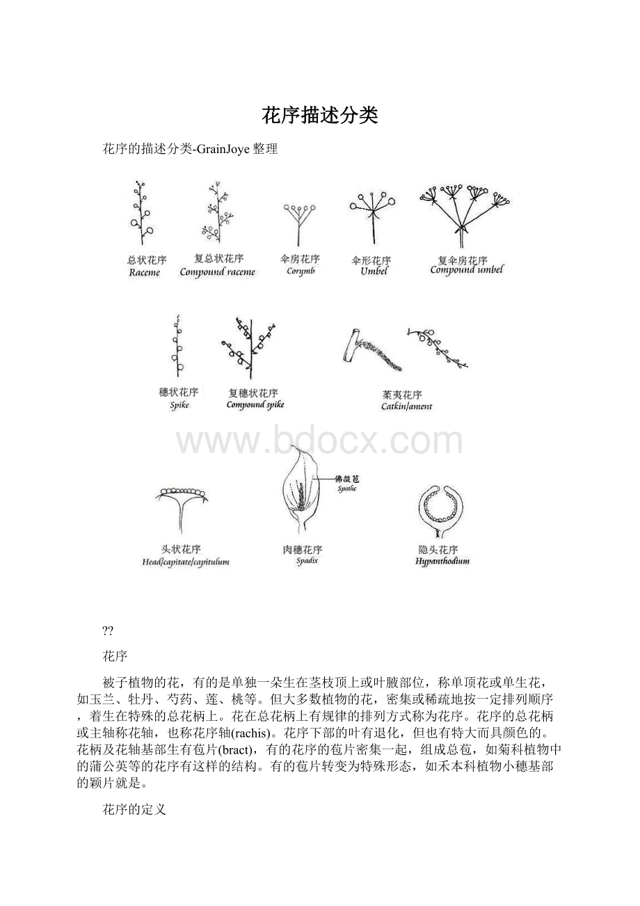 花序描述分类Word下载.docx