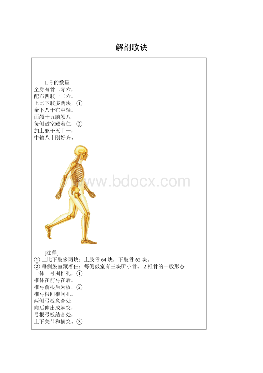 解剖歌诀Word格式文档下载.docx