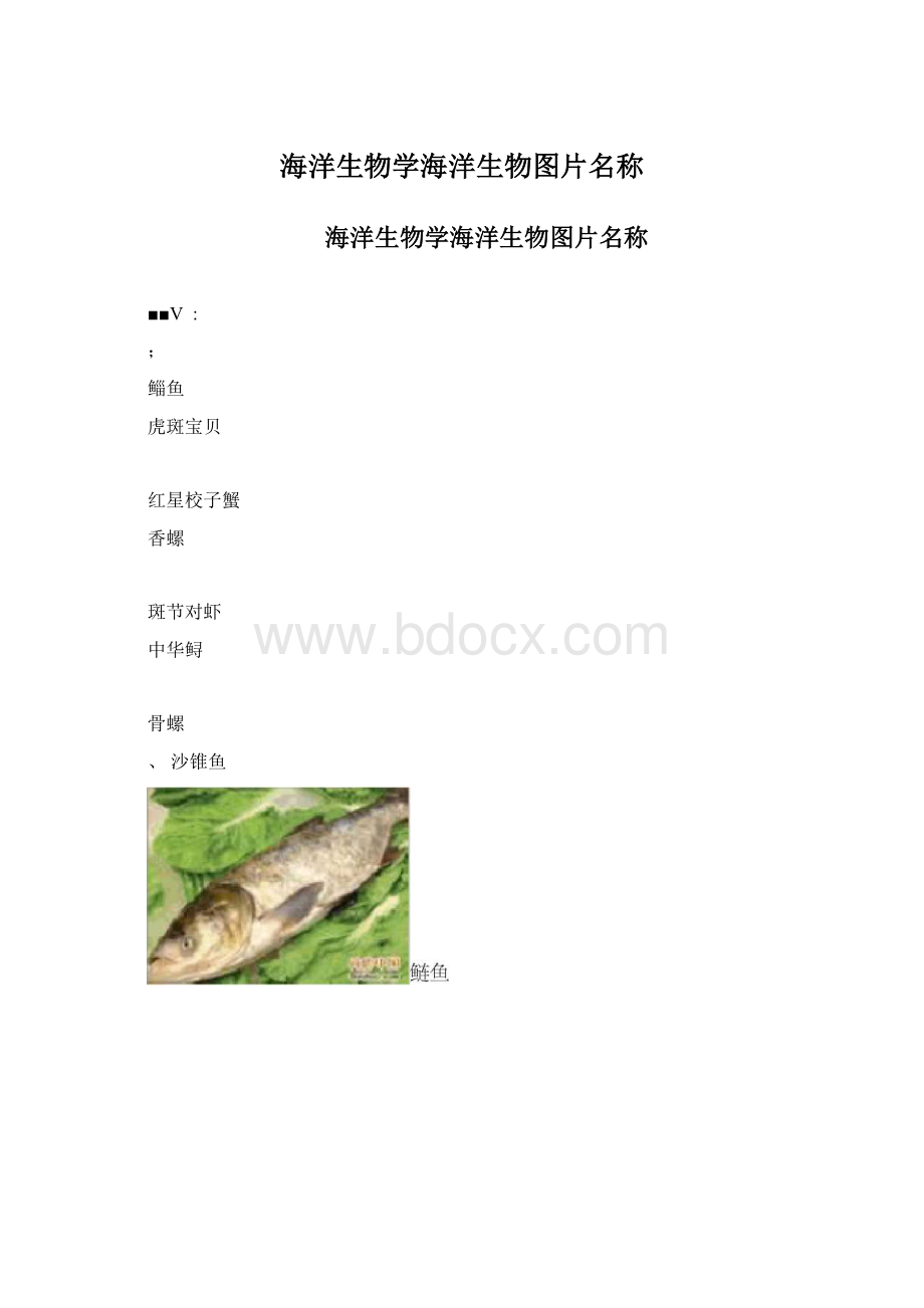 海洋生物学海洋生物图片名称Word下载.docx