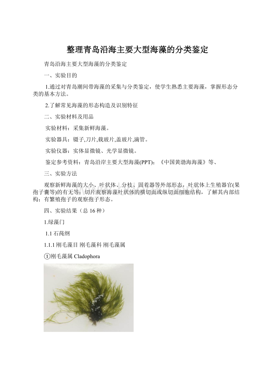 整理青岛沿海主要大型海藻的分类鉴定Word文档下载推荐.docx_第1页