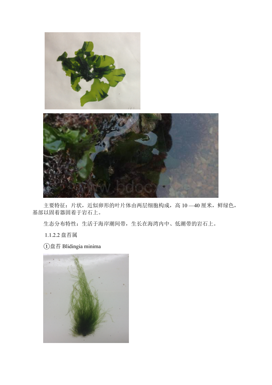 整理青岛沿海主要大型海藻的分类鉴定Word文档下载推荐.docx_第3页