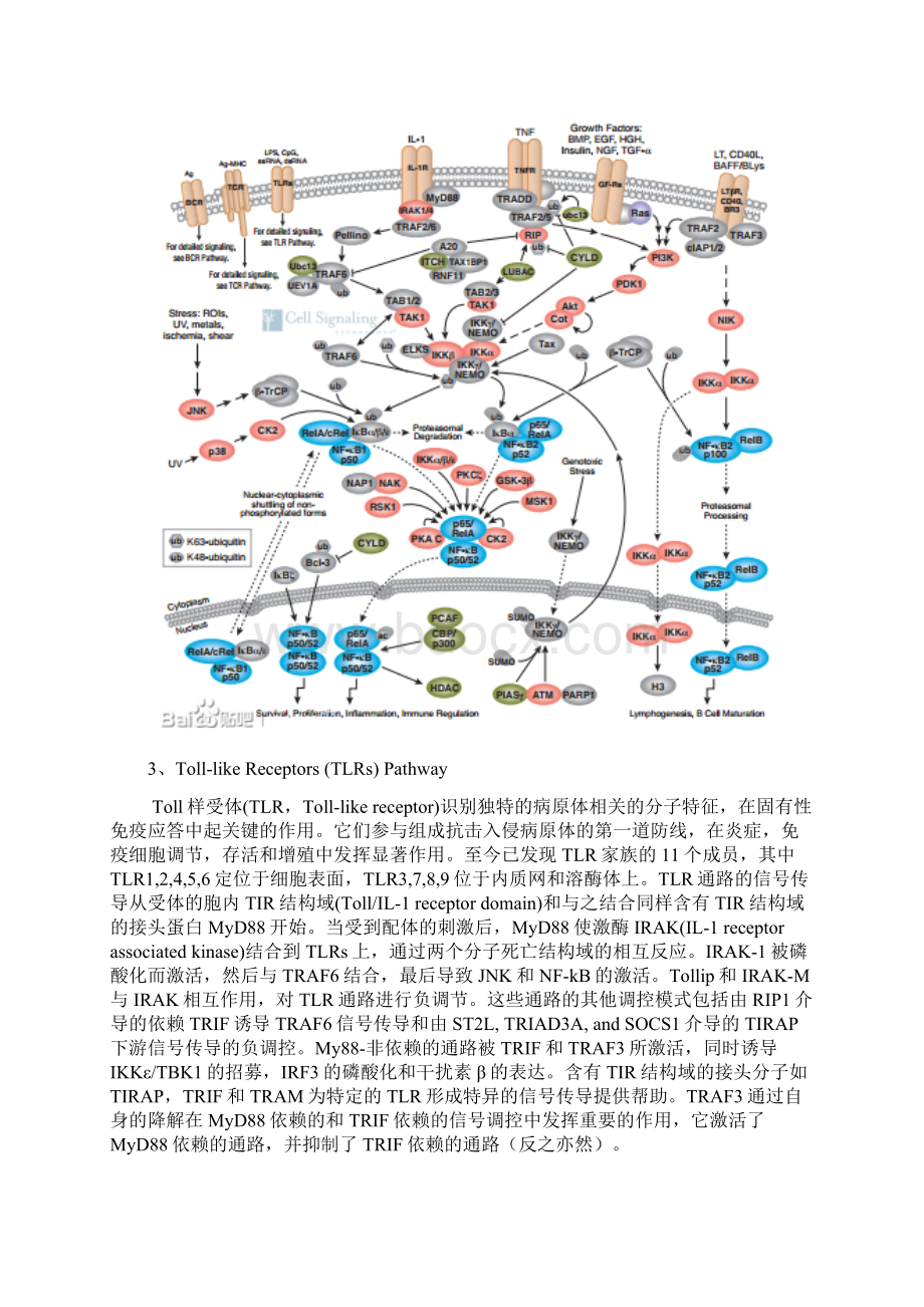 免疫和炎症相关信号通路Word文档格式.docx_第3页