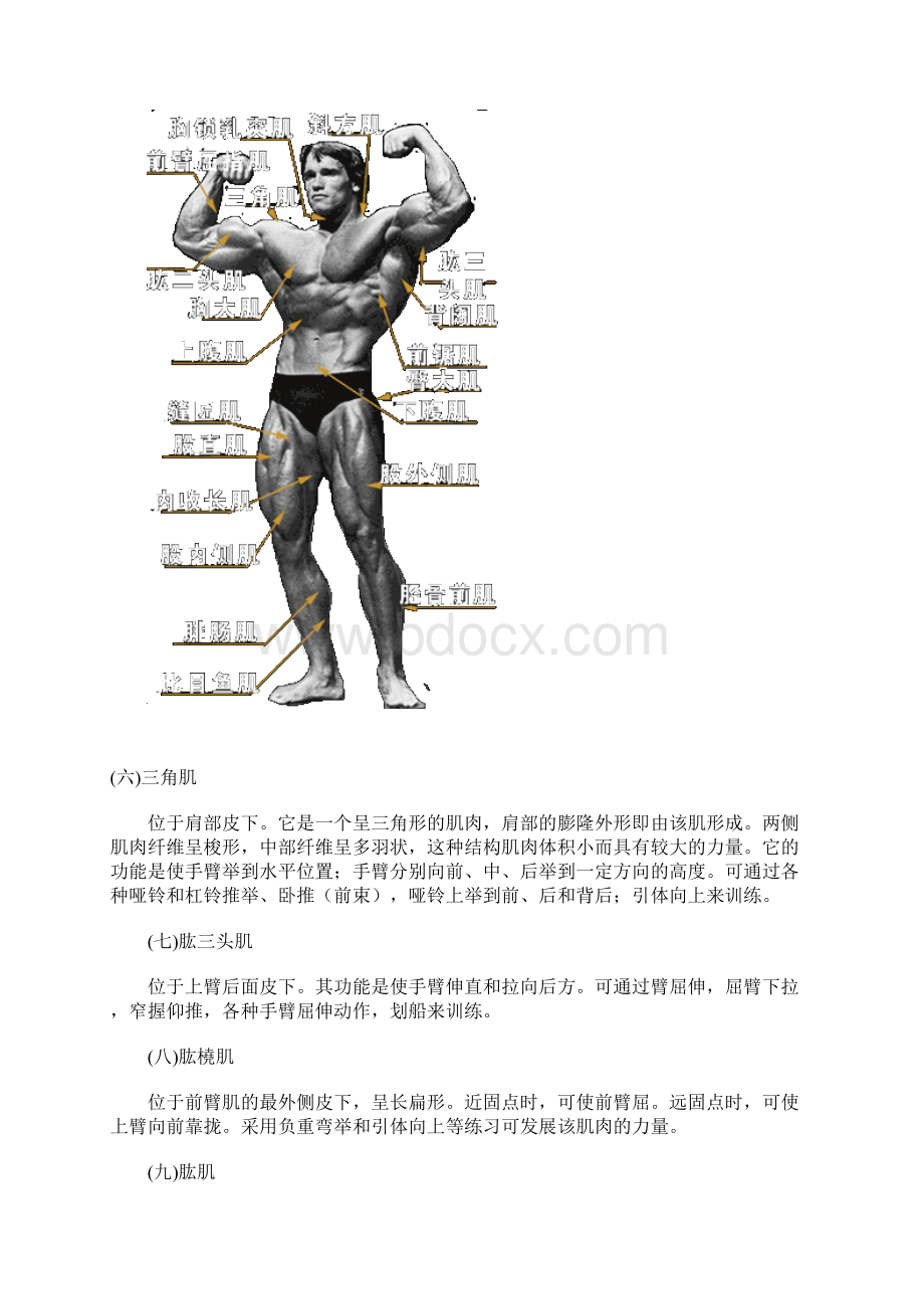 胸部肌肉图祥解Word下载.docx_第2页