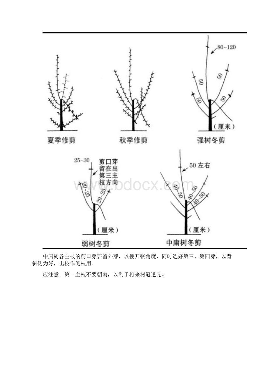 果树修剪技术文档格式.docx_第2页