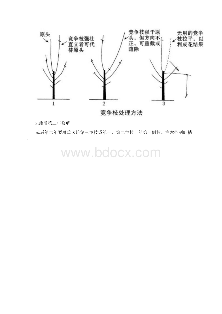 果树修剪技术.docx_第3页