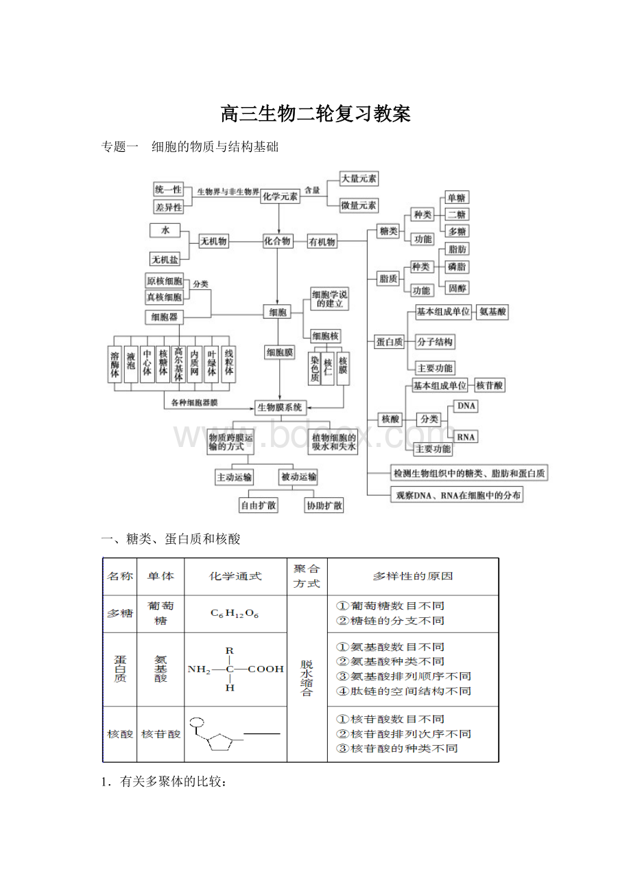 高三生物二轮复习教案Word格式.docx_第1页