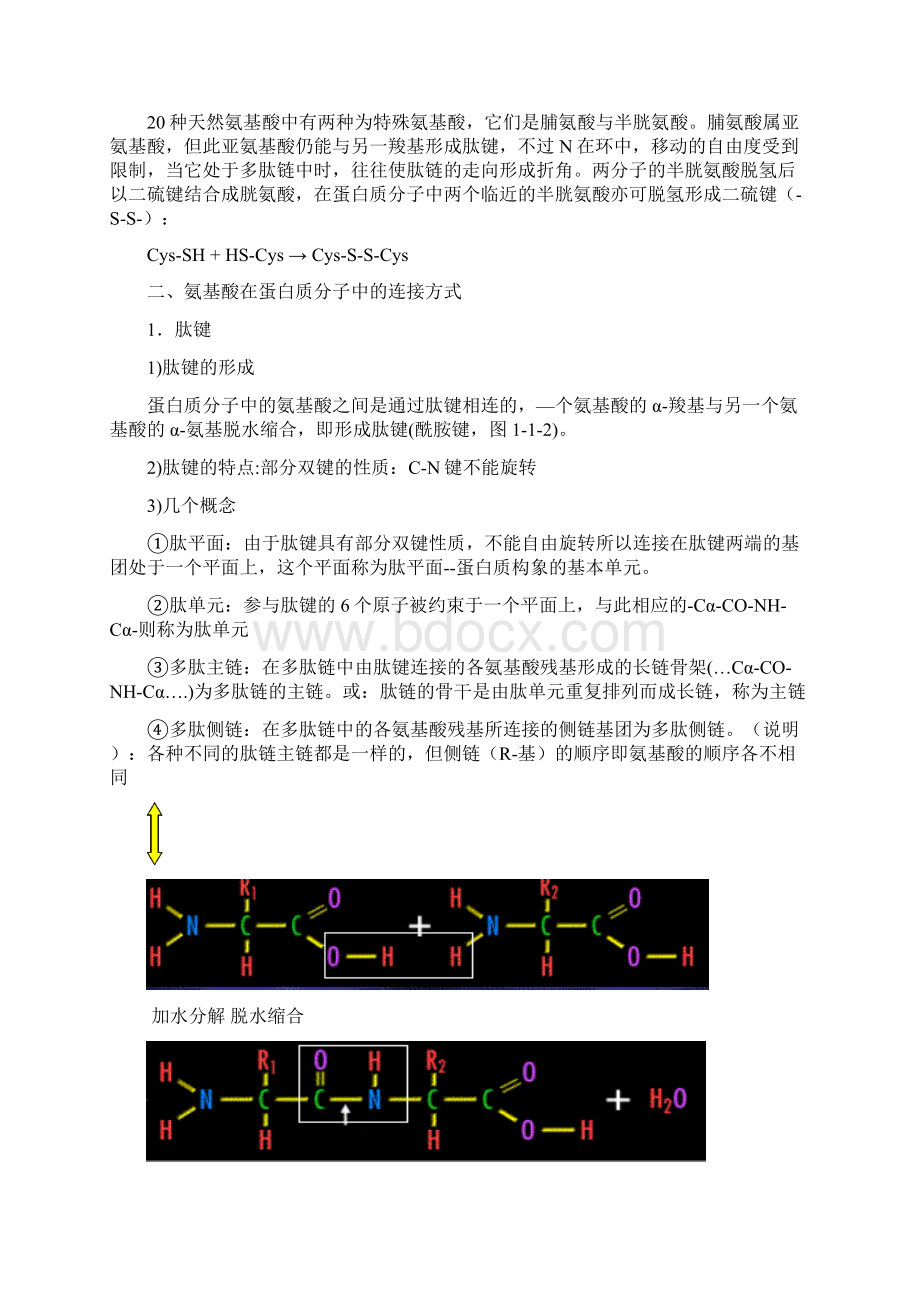 第一章蛋白质化学Word格式文档下载.docx_第2页