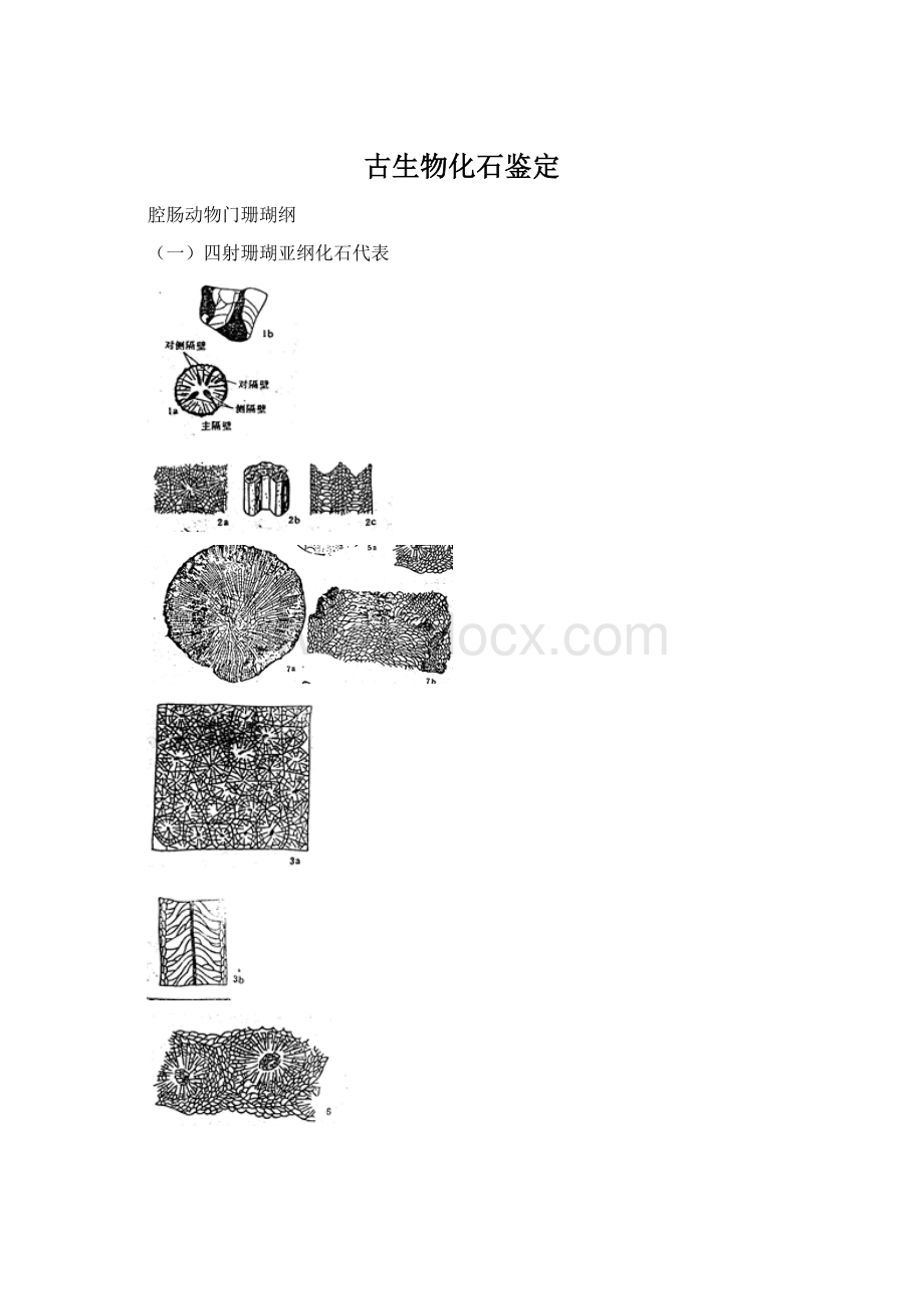 古生物化石鉴定Word文档格式.docx