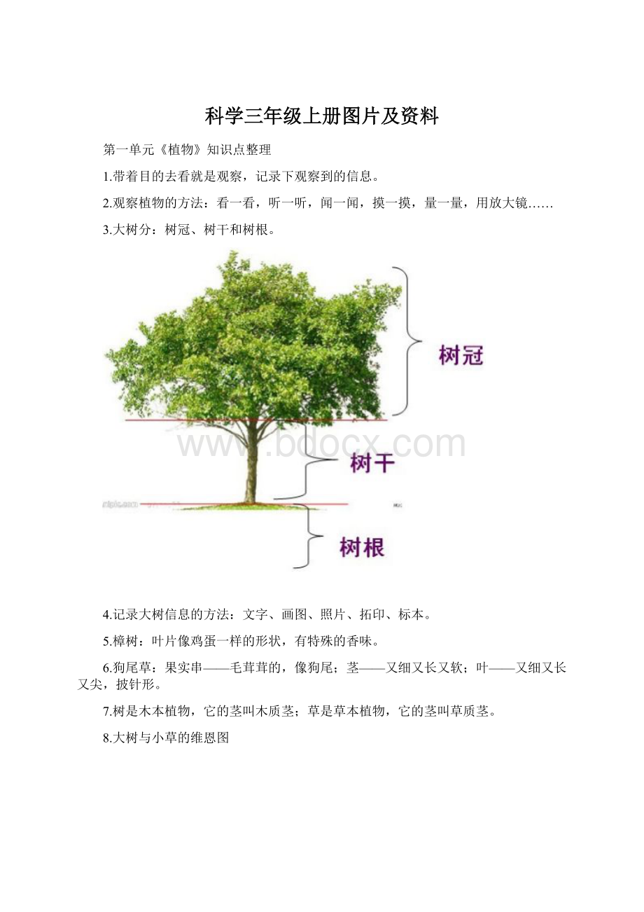 科学三年级上册图片及资料.docx_第1页