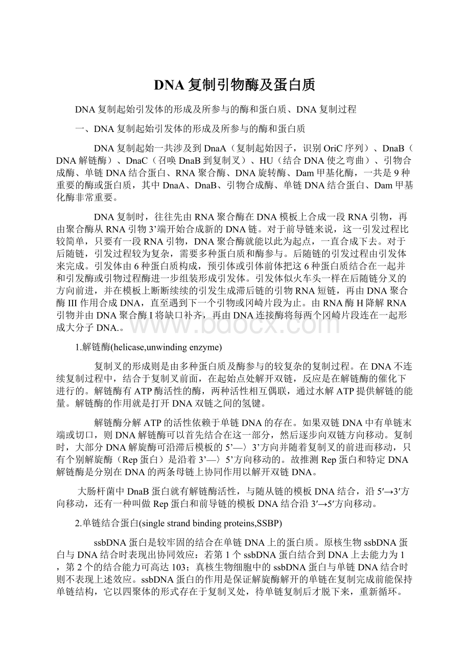 DNA复制引物酶及蛋白质Word格式文档下载.docx_第1页