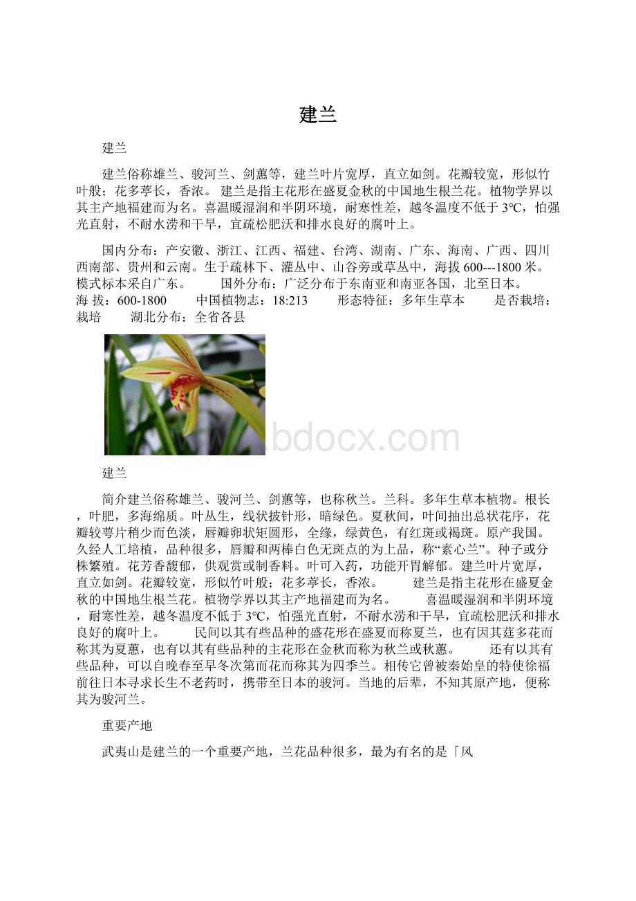 建兰Word文档下载推荐.docx