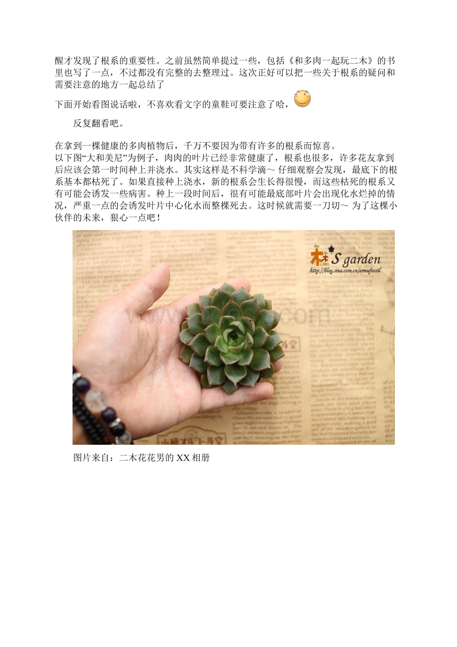 多肉植物修根二木经验讲解.docx_第2页