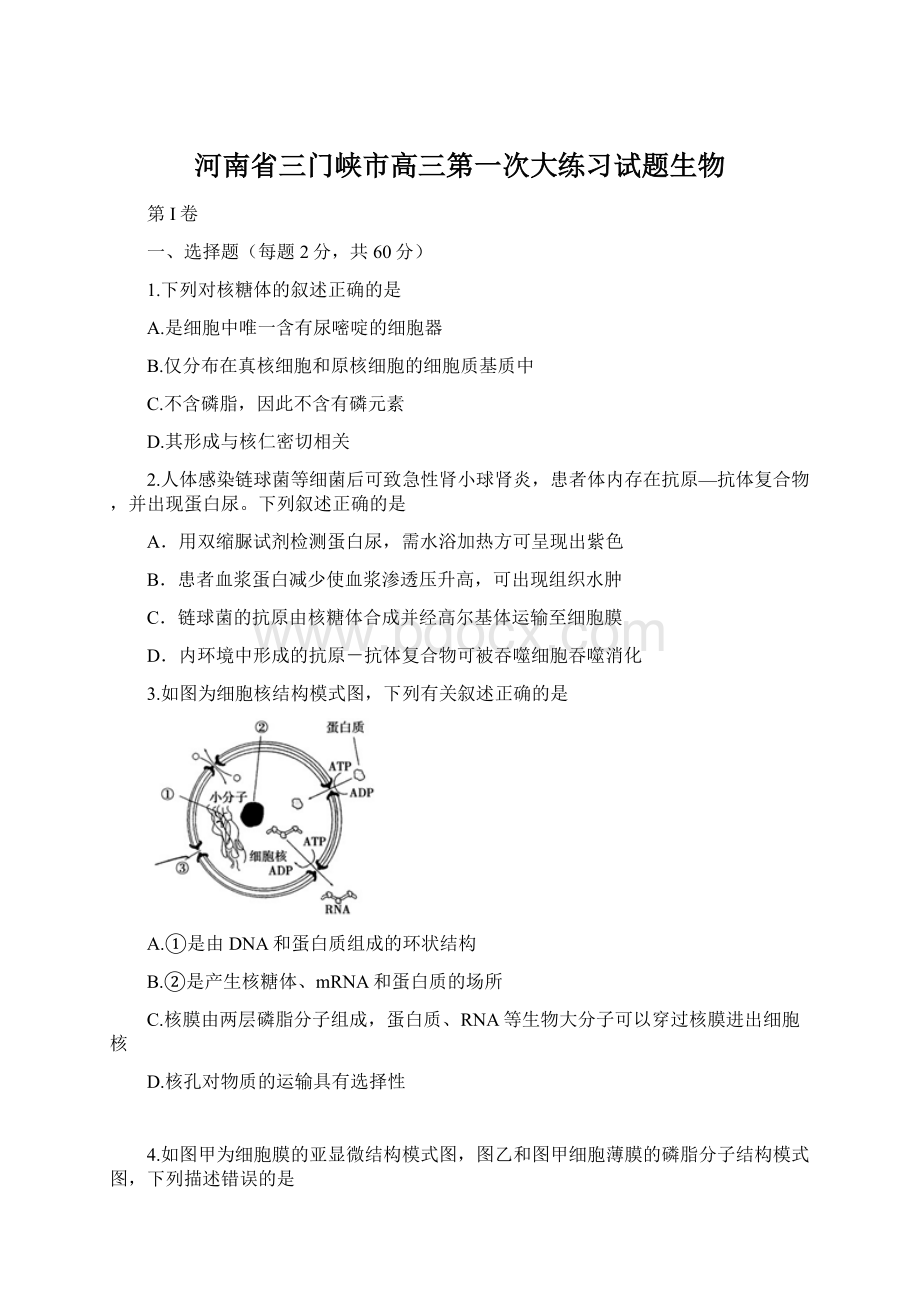 河南省三门峡市高三第一次大练习试题生物Word下载.docx_第1页