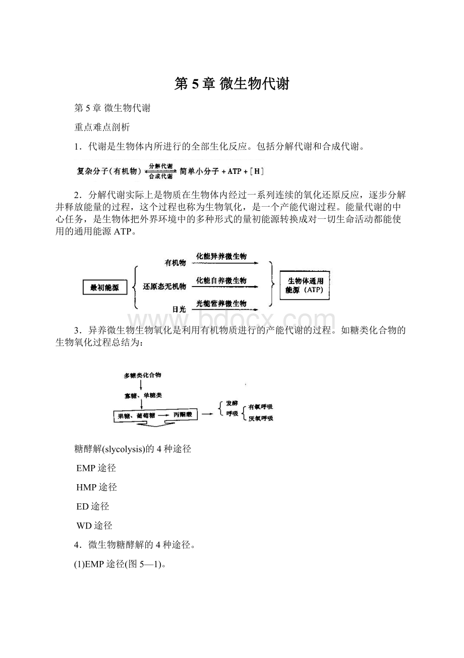 第5章 微生物代谢.docx