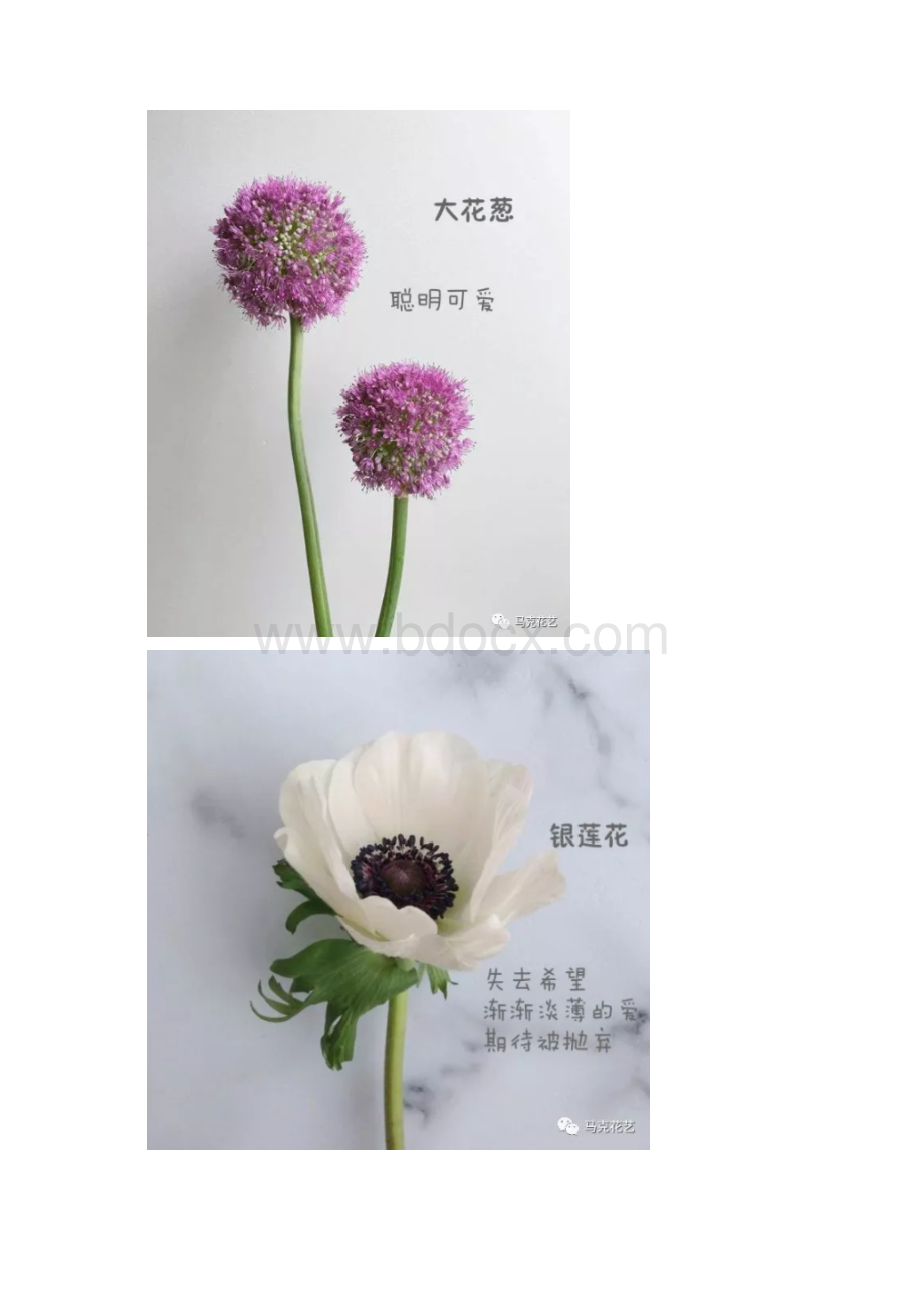 最新的流行花材花语都在这里啦.docx_第2页