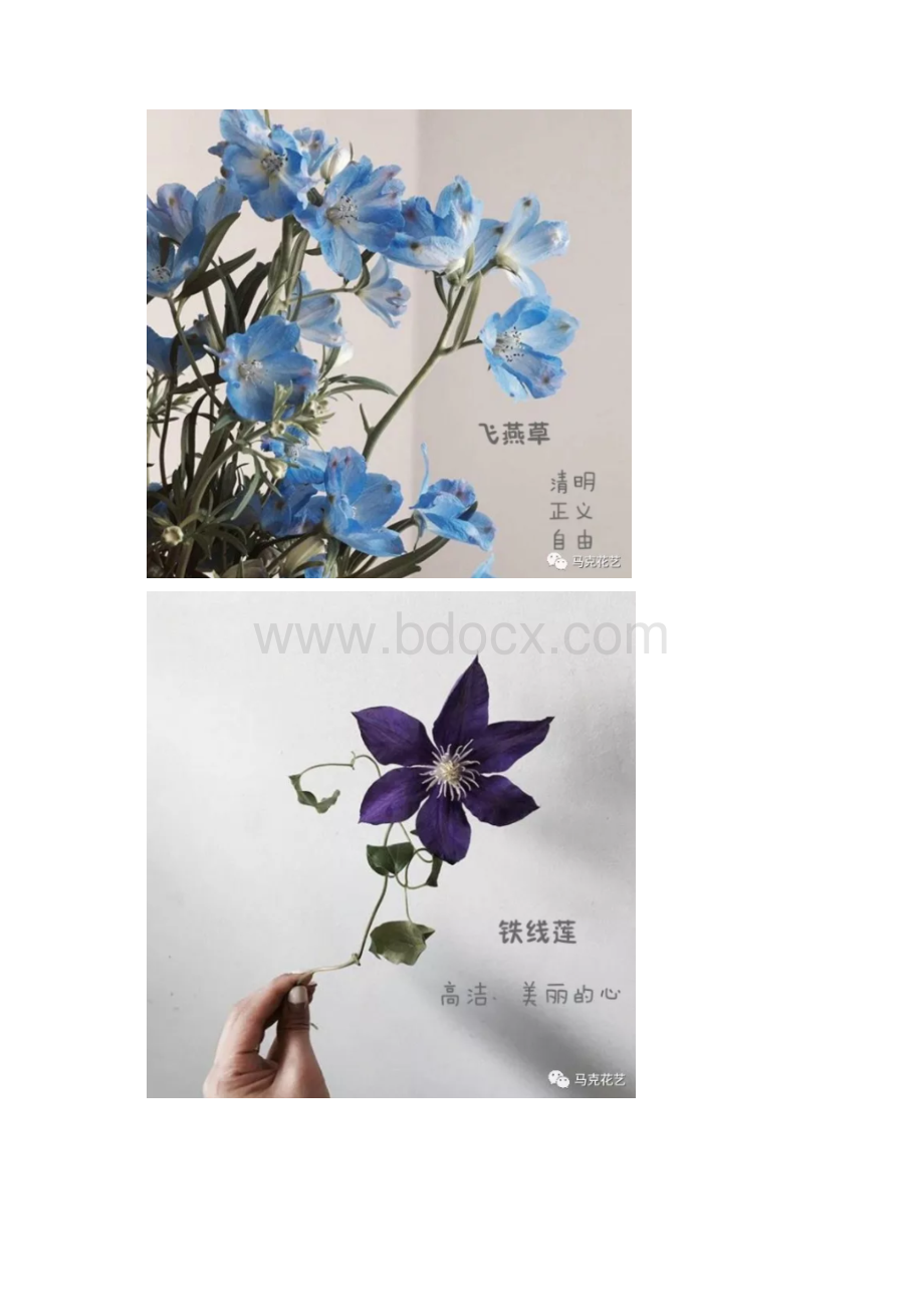 最新的流行花材花语都在这里啦.docx_第3页