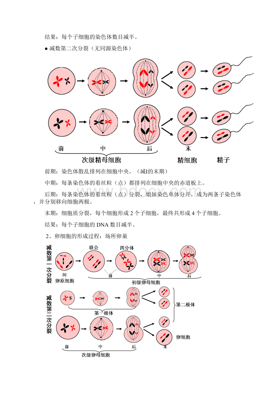 最新高考生物必修2《遗传与进化》一轮复习知识梳理共30页Word文件下载.docx_第2页