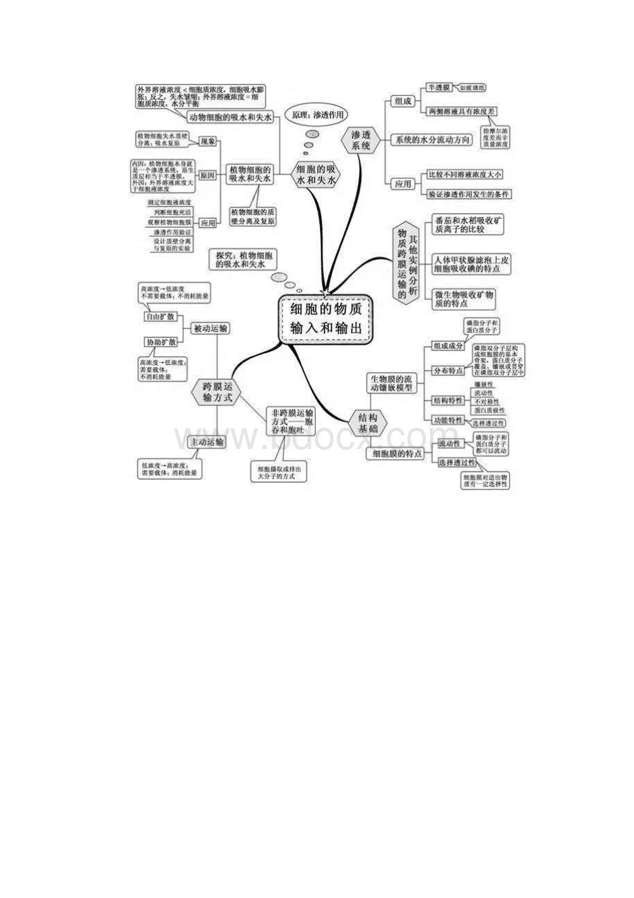 高中生物知识点思维导图文档格式.docx_第3页