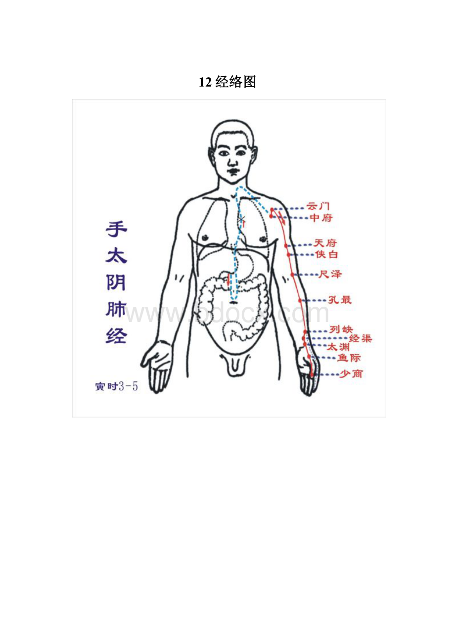 12经络图.docx_第1页