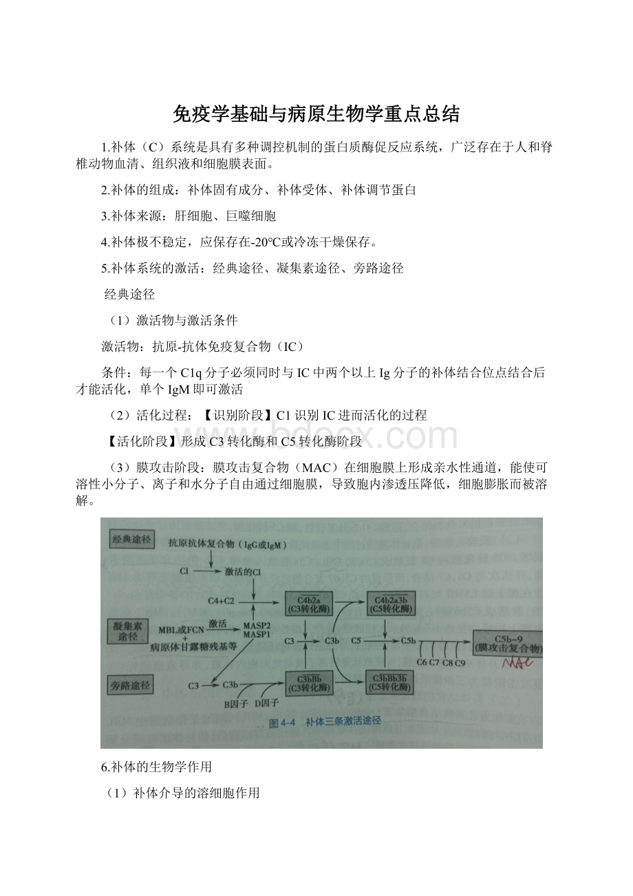 免疫学基础与病原生物学重点总结.docx_第1页