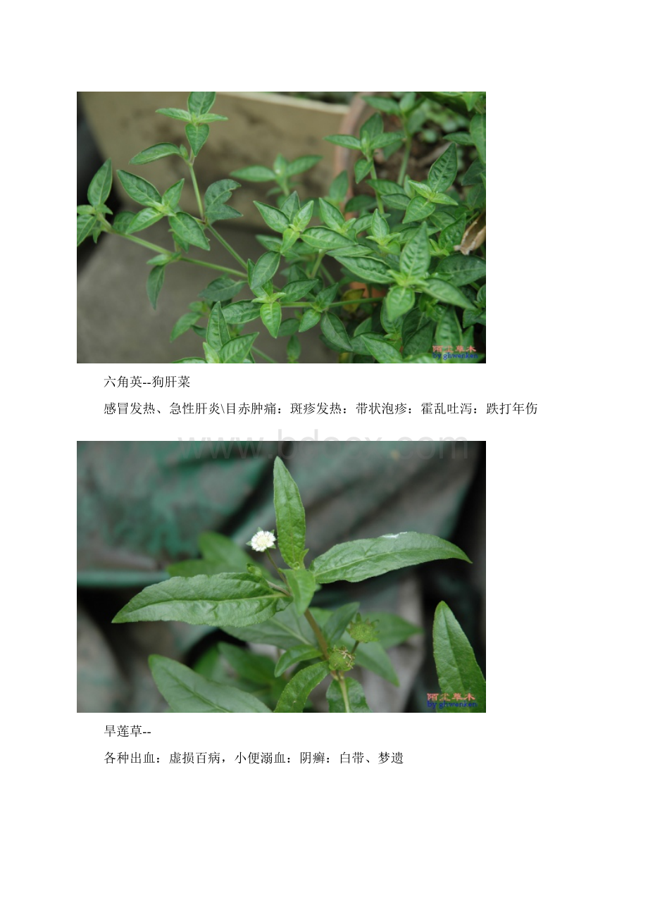 常见野外植物用途附图片.docx_第3页