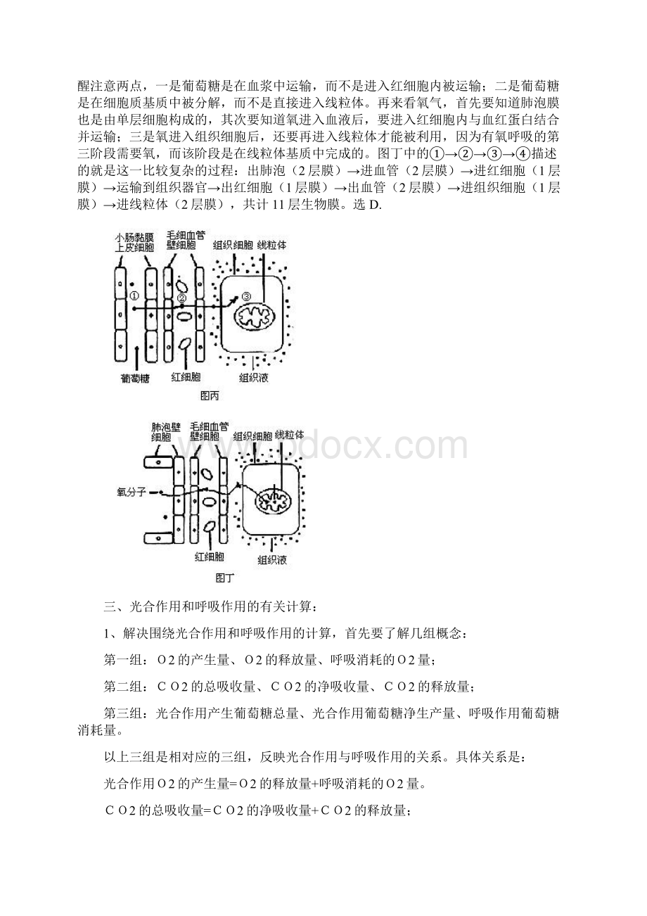 高中生物常见计算题总结Word格式文档下载.docx_第3页