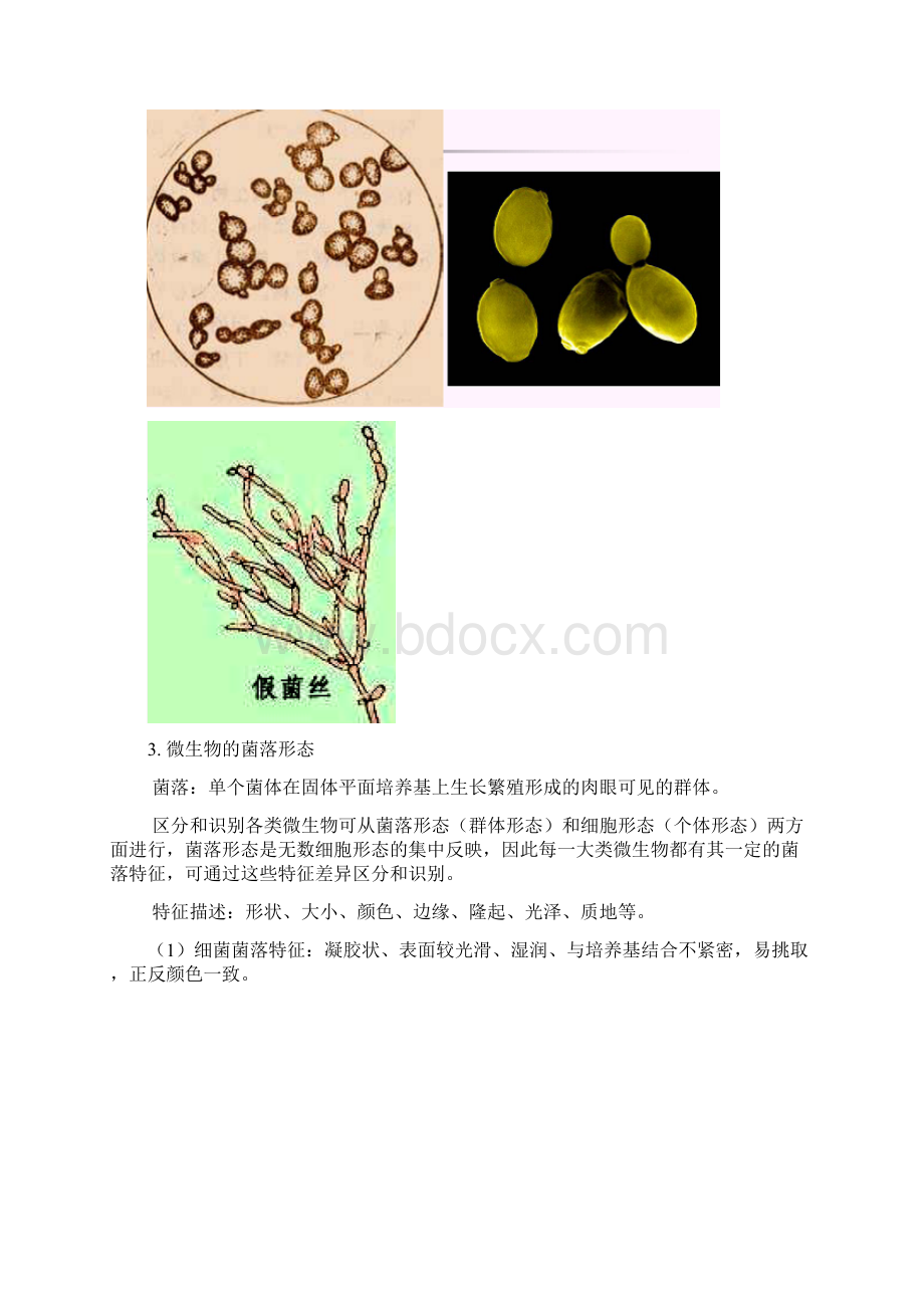 酿造工艺学实验张楠104Word格式.docx_第3页