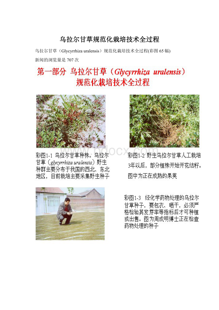 乌拉尔甘草规范化栽培技术全过程.docx