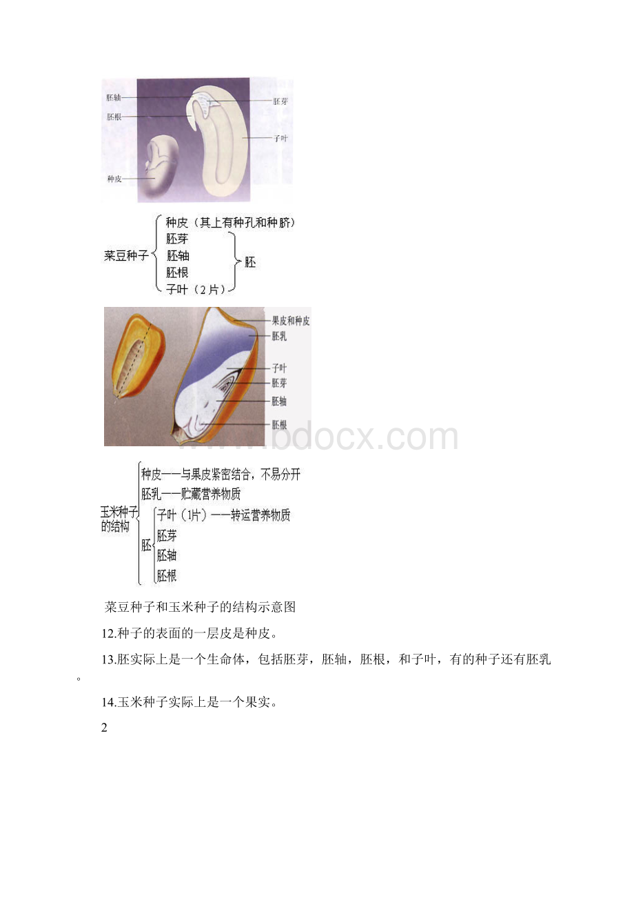 完整版初中生物识图题全面解析超全面.docx_第3页