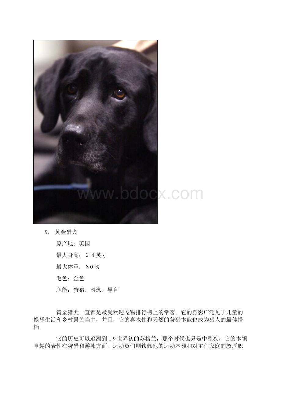 世界十大名犬.docx_第2页