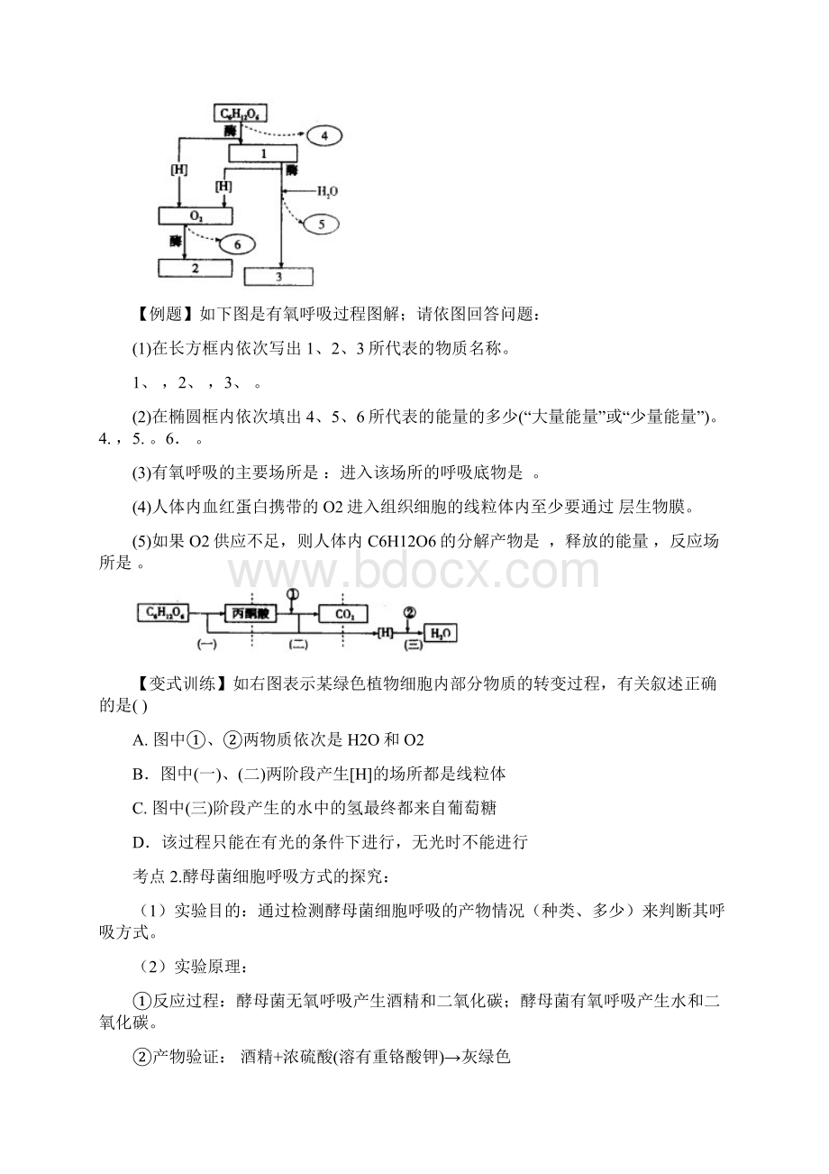 45细胞呼吸1.docx_第3页